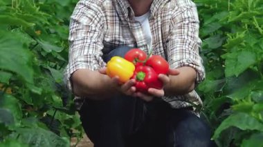Neşeli genç bir tarım uzmanı yemyeşil bitkilerin arasında oturuyor, kameraya canlı kırmızı ve sarı biberler tutuyor. Bu canlı sahne organik çiftçiliğin özünü yakalar, sağlıklı ürünler yetiştirmenin kendini adamışlığını ve neşesini gösterir.