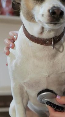 Şefkatli bir kadın veteriner parlak, misafirperver bir klinikte köpeği dikkatlice muayene eder, özverisini ve uzmanlığını gösterir. Steteskopu köpeklerin göğsüne hafifçe bastırıldığında kalp atışlarını yakından dinler.