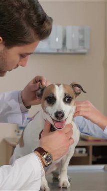 Genç bir erkek veteriner neşeli bir Jack Russell Terrier 'ın kulağını dikkatle incelerken, sevimli esmer bir kadın tüylü arkadaşını sıcak, davetkar bir veteriner kliniğinde nazikçe rahatlatıyor. Bu iç açıcı sahne şefkat ve...