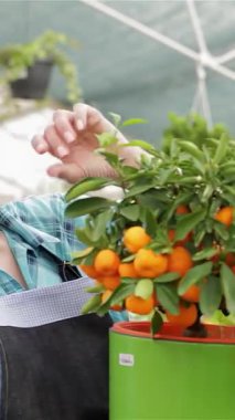 Neşeli, beyaz bir çiçekçi, yemyeşil alana yayılan parlak portakallarını nazikçe incelerken zevkle ışıldıyor. Şık, kareli bir gömlek ve önlükle giyinen bu canlı kadın...