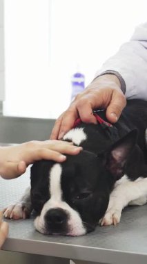 Bu iç açıcı sahnede, tatlı bir Boston Terrier köpeği zarif bir muayene masasında dinleniyor, şefkatli bir veterinerden hassas bir muayene alırken küçük bir kız kafasını okşuyor. Bu dokunaklı an derinliği güzel bir şekilde gösteriyor.