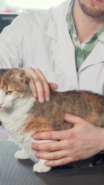 Sevecen bir kedi kendini adamış bir erkek veteriner tarafından sevgiyle incelenir, renkli hayvan aksesuarlarıyla dolu rahat bir klinikte sıcak bir bağ sergiler. Bu iç açıcı sahne, hayvan bakımının özünü yakalar, veterinerleri ön plana çıkarır.