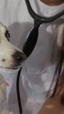 Kendini adamış genç bir kadın veteriner köpeklerin nefesini nazikçe kontrol eder, uzmanlığını ve içtenliğini gösterir. Yakın çekim, steteskopla eğildiği o samimi anı yakalıyor ve özenli melezlerle sıcak bir bağ kuruyor.