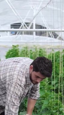 Ekose gömlekli ve eldivenli odaklanmış genç bir adam canlı bir seranın verimli toprağını enerjik bir şekilde eşeliyor, gelişen organik sebzelerle çevrili. Sürdürülebilir çiftçiliğe olan bağlılığı toprağı besledikçe parlıyor, taze ekinler yetiştiriyor.