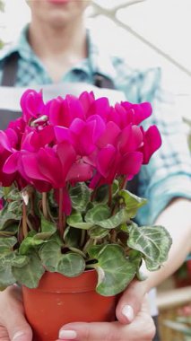 Güneşli bir serada şık, kareli gömlekli ve gri önlüklü neşeli beyaz bir kadın gururla parlak pembe çiçeklerle dolu canlı bir saksı sunar. Bu büyüleyici sahne doğanın özünü yakalıyor güzellik, davetkar