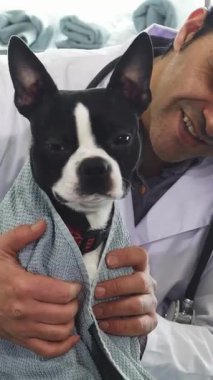 Bu iç açıcı yakın plan, yumuşak, dokulu bir havluya sarılı neşeli bir Boston Terrier köpeğini gösteriyor. Şefkatli bir erkek veteriner onu ferahlatıcı bir banyodan sonra nazikçe kurutuyor. Sahne, sıcaklığı ve sevgiyi yansıtıyor.