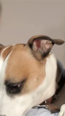 Neşeli bir köpek, neşeli bir ifadeyle kadın sahiplerinin omuzlarına yaslanmış, ağzı saf neşe içinde kıvranıyor. Arka planda, odaklanmış bir erkek veteriner özenle bir not panosuna yazarak bu davetkarlığın sıcak ve şefkatli atmosferini arttırıyor.