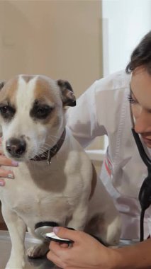 Kendini adamış genç bir kadın veteriner sakin bir köpeğin göğsüne steteskop yerleştirir ve sağlıklı olmasını sağlar. Bu sıcak ve profesyonel Kafkasyalı kadın kibarlıkla ışıldıyor, güven verici bir şekilde, rahatlatıcı bir...
