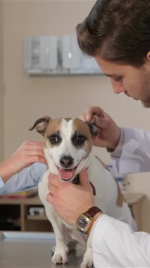 Sıcak ve davetkar bir veteriner kliniğinde genç bir erkek veteriner neşeli bir Jack Russell Terrier 'ın kulağını dikkatlice incelerken şefkatli bir esmer kadın da tüylü arkadaşını nazikçe rahatlatıyor. Bu iç açıcı sahne derinliği güzel bir şekilde gösteriyor.