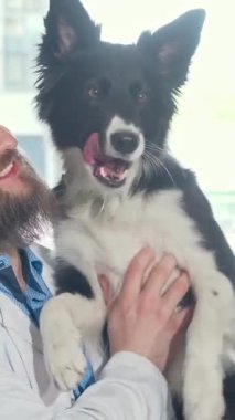 Neşeli, sakallı bir veteriner, neşeli, siyah ve beyaz bir köpeği sevgiyle besliyor. Parlak kliniğinde, sıcaklık ve bakım saçıyor. Yakışıklı erkek veteriner neşeyle ışıldıyor, sağlık kontrolünden sonra mutlu köpekle güçlü bir bağ kuruyor.