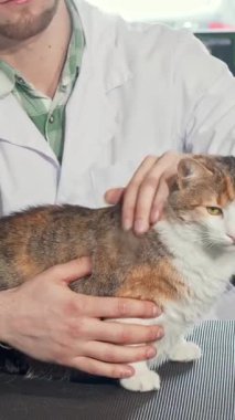 Sadık bir erkek veteriner muayene masasında sevimli bir yavru kediyi dikkatlice inceleyerek hassas bir ilgi ve uzmanlık anı sergiliyor. Renkli evcil hayvan malzemeleriyle süslenmiş parlak klinik sıcaklık ve şefkat yayıyor.