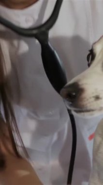 Kendini adamış genç bir kadın veteriner köpeklerin nefesini nazikçe kontrol eder, uzmanlığını ve içtenliğini gösterir. Bu samimi yakın çekim, steteskopla eğildiği anı yakalıyor ve özenli melezlerle sıcak bir bağ kuruyor.