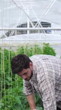 Ekose gömlekli ve eldivenli odaklanmış genç bir adam gelişen organik sebzelerle çevrili canlı bir seranın verimli toprağını ustalıkla eşeliyor. Sürdürülebilir çiftçiliğe olan bağlılığı toprağı beslerken, taze ekinler yetiştirirken parlıyor.