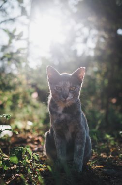 close up cat portrait on the green lawn with background sun light