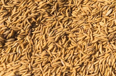 paddy rice seeds from top view
