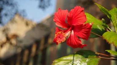 Pink Flower with Bokeh  