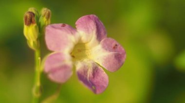 Ant and Flower with beautiful bokeh 