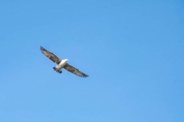Mavi gökyüzünde beyaz pelikan