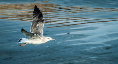 Martı suda uçuyor.