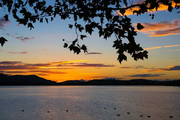 Puesta Sol Hermoso Lago Constanza Con Hojas Primer Plano — Foto de Stock
