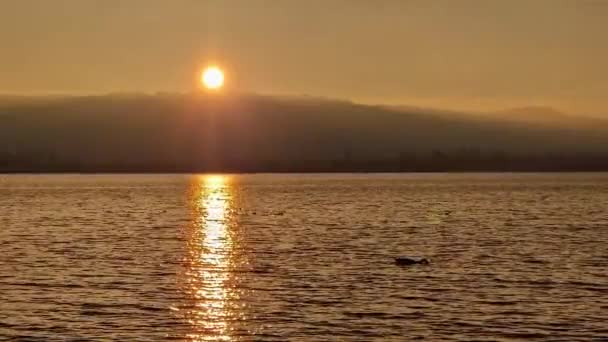 康斯坦茨湖上天空中的海鸥的金色落日 — 图库视频影像