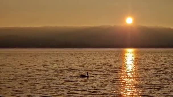 Schwan Schwimmt Bei Sonnenuntergang Über Den Bodensee — Stockvideo