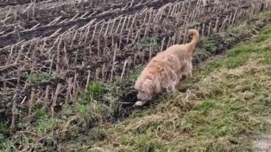 Köpek dışarıda yürüyor.