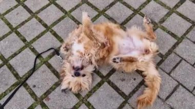 Köpek dışarıda yerde yuvarlanıyor.