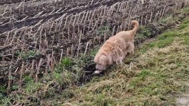 Anjing Berjalan Luar Pada Jalur Lapangan — Stok Video