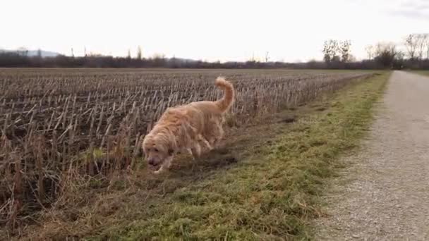 Hond Loopt Buiten Veldpad — Stockvideo