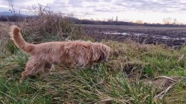 Hund Utanför Fältet Väg — Stockvideo