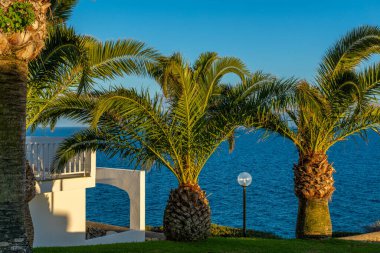 Blau punta reina Resort Mallorca palmiyeleri ve deniz manzarası 