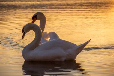 Swans in the sunset at the lake on the water