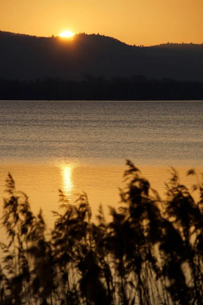 Goldener Sonnenuntergang Frühling Schönen Bodensee Mit Schilf — Stockfoto