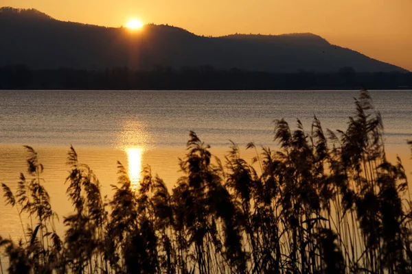Atardecer Oro Primavera Hermoso Lago Constanza Con Cañas — Foto de Stock