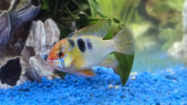 Schmetterlingsbuntbarsch Akvaryumda Mikrogeophagus ramirezi