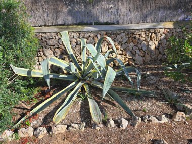Akdeniz Bahçesindeki Taş Duvarlı ve Gün Işıklı Agave Fabrikası