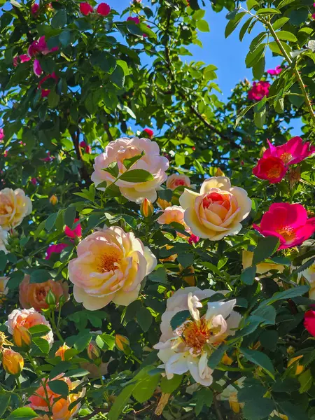 Bahar güneşinde açan renkli güller.