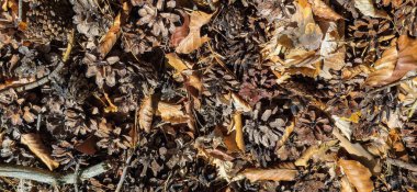 Çam kozalakları ve kuru yapraklı orman zemini