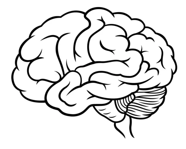 Desenho Cérebro Humano Estilo Doodle Ilustração Linha Preta Fundo Branco — Vetor de Stock