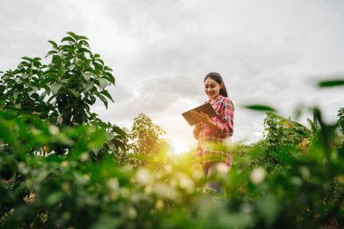 Tarım teknolojisi. Tarlada yetişen avokadoyu inceleyen tarımcı. Tarım üretim konsepti. Kadın tarım uzmanı yazın avokadoyu tarlada inceler. Avokado tarlasında çiftçi.