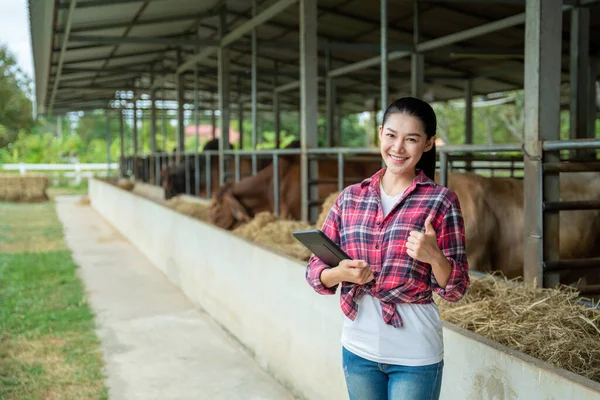 Asian young woman posing thumbs up with tablet pc computer on a cow dairy farm inside a cowshed, farming, people and animal, Agriculture industry.