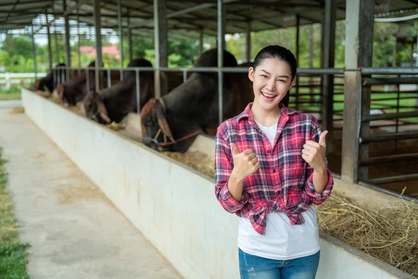Asian farmer thumbs up on a cow dairy farm inside a cowshed, farming, people and animal, Agriculture industry.