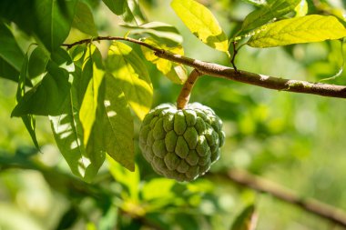 Ağaçta yetişen yeşil kremalı elma. Kremalı Elma.