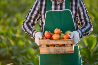 Çiftçi 'nin eli ahşap sandıklarda taze domates tutarken yakın çekim. Yiyecek, sebze, tarım.