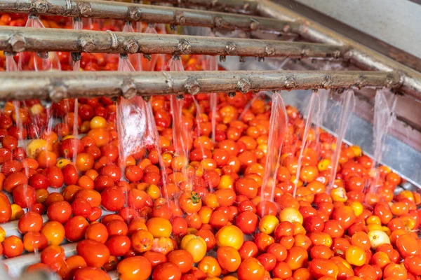 Tomates Cinta Transportadora Una Lavadora Automática Industria Del Tomate Industria — Foto de Stock