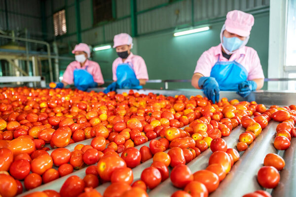 Teamwork of workers sorting tomatoes on a conveyor belt in a tomato factory. food industry. Selective focus on tomatoes.