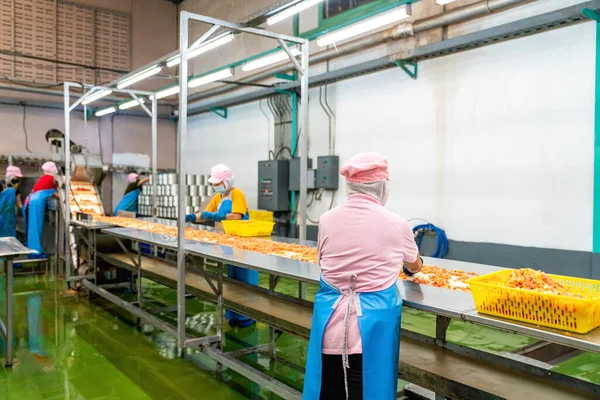 Grupa Pracowników Wybiera Przycina Pomidory Linii Produkcyjnej Zakładzie Przetwórstwa Spożywczego — Zdjęcie stockowe