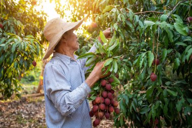 Lychee bahçesinde taze Lychee hasat eden bir çiftçi. Tarım kavramı.
