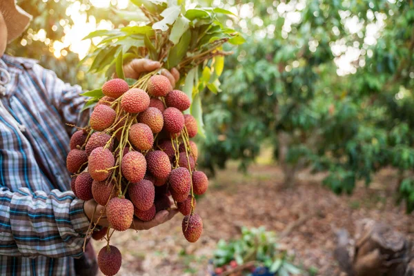 stock image Fresh Lychee, Lychees in the hands of farmers. Organic fruit agriculture concept.